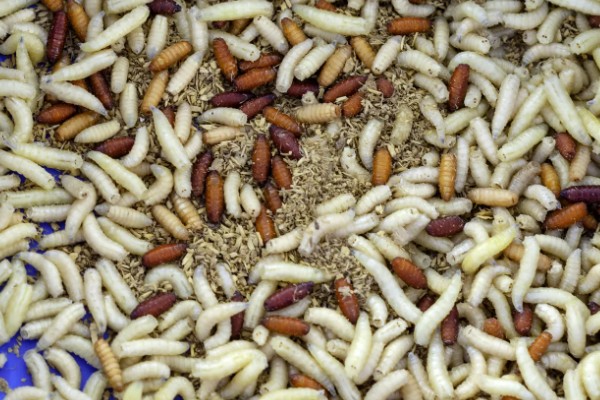 一斤蝇蛆的数量,总共有700只左右