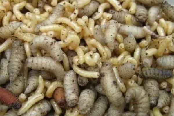 一斤蝇蛆的数量,总共有700只左右