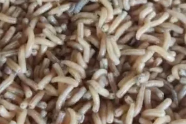 一斤蝇蛆的数量,总共有700只左右