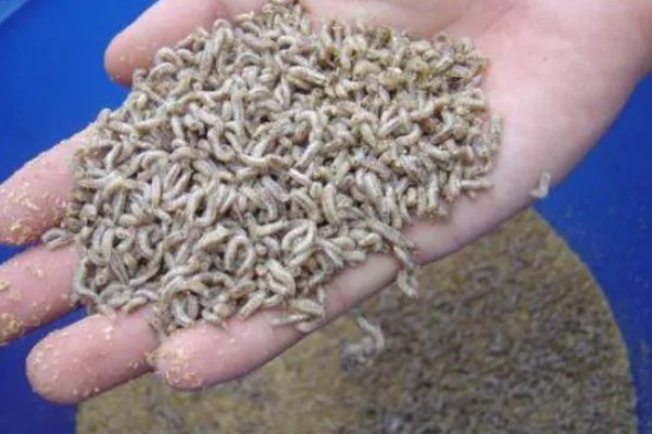 一斤蝇蛆的数量,总共有700只左右