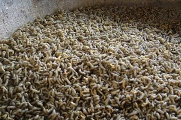 一斤蝇蛆的数量,总共有700只左右