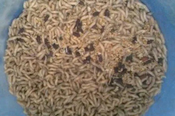 一斤蝇蛆的数量,总共有700只左右