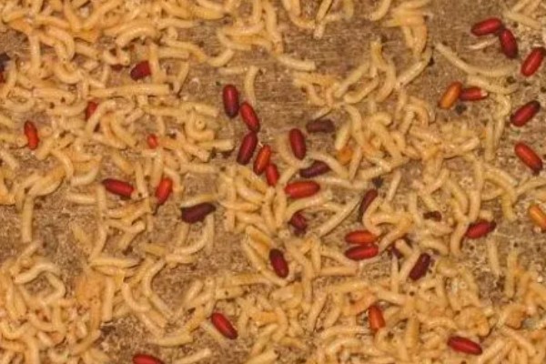 一斤蝇蛆的数量,总共有700只左右