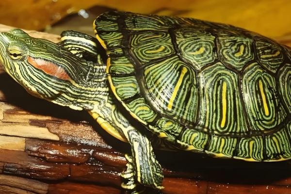 巴西红耳龟是深水龟吗,并不属于深水龟