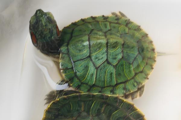 巴西红耳龟是深水龟吗,并不属于深水龟