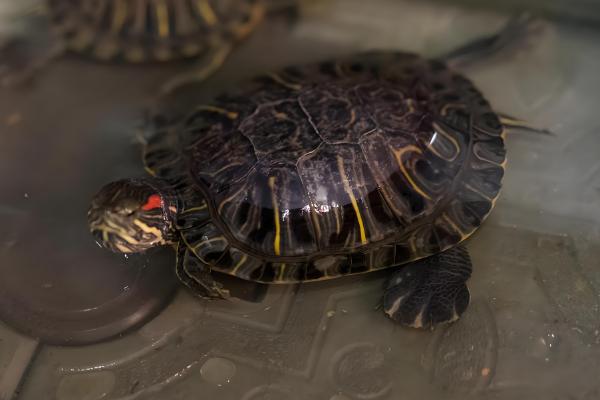 巴西红耳龟是深水龟吗,并不属于深水龟