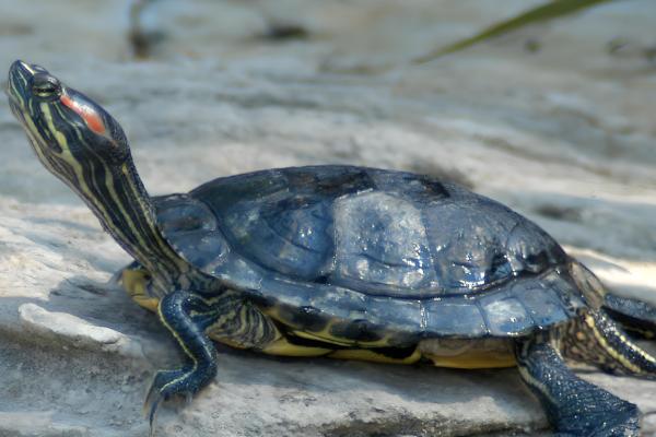巴西红耳龟是深水龟吗,并不属于深水龟