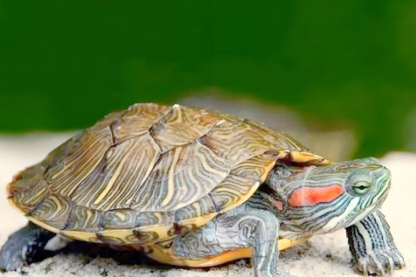 巴西红耳龟是深水龟吗,并不属于深水龟