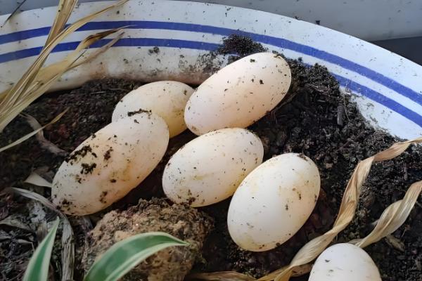 巴西红耳龟是深水龟吗,并不属于深水龟