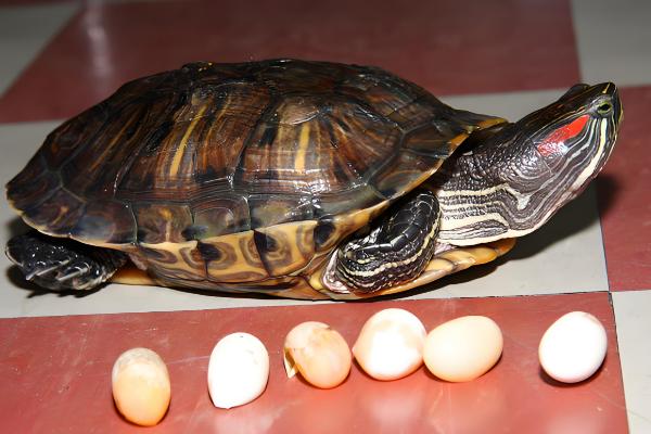 巴西红耳龟是深水龟吗,并不属于深水龟