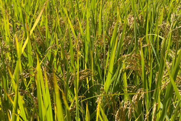 北坞公园何时收割水稻，一般为每年9-10月份