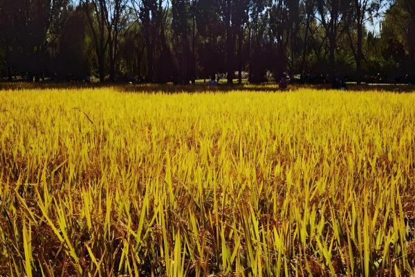 北坞公园何时收割水稻，一般为每年9-10月份