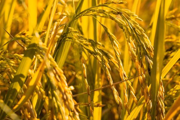 北坞公园何时收割水稻，一般为每年9-10月份