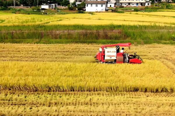 北坞公园何时收割水稻，一般为每年9-10月份