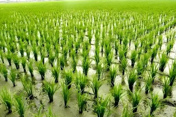 春天适合种哪些农作物，适合种植水稻、棉花等