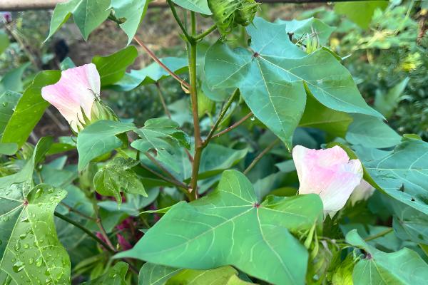 春天适合种哪些农作物，适合种植水稻、棉花等