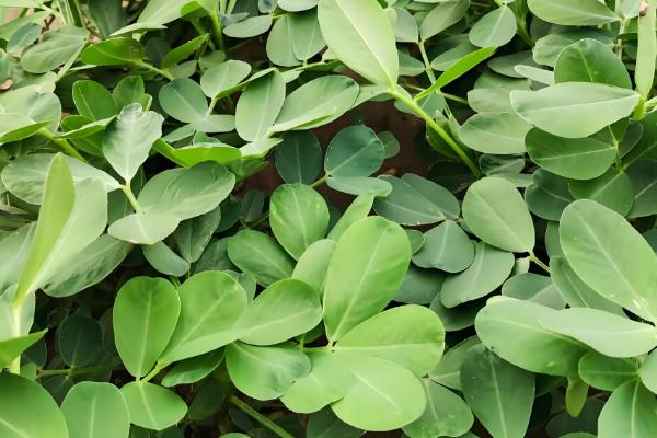 春天适合种哪些农作物，适合种植水稻、棉花等