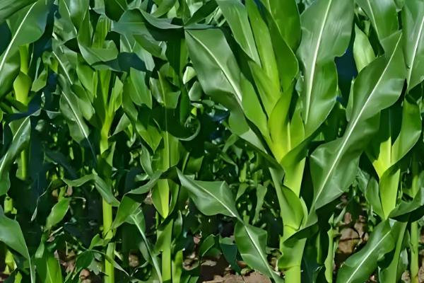 春天适合种哪些农作物，适合种植水稻、棉花等