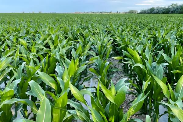 春天适合种哪些农作物，适合种植水稻、棉花等