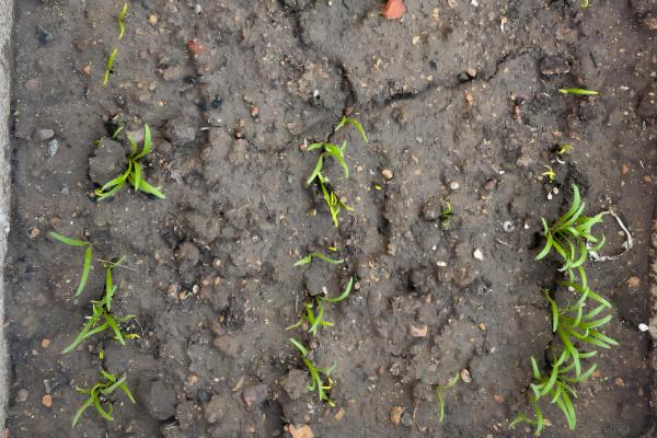 菠菜的播种方法,浸种催芽后再撒播