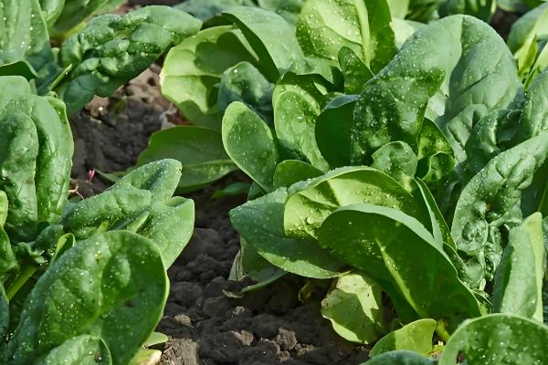 菠菜的播种方法,浸种催芽后再撒播