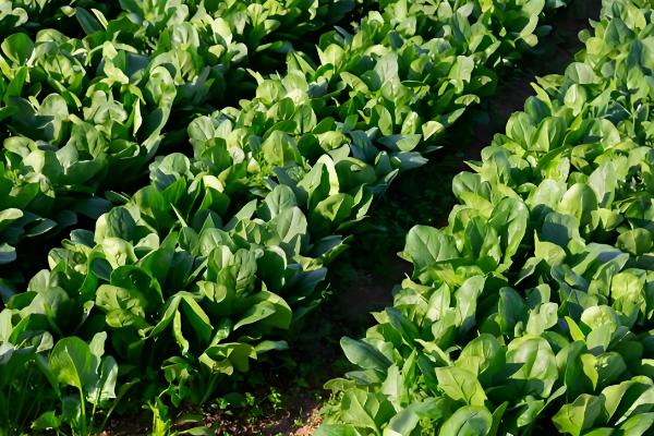 菠菜的播种方法,浸种催芽后再撒播