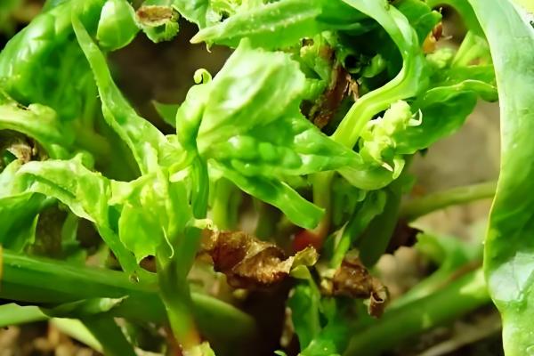 菠菜的播种方法,浸种催芽后再撒播