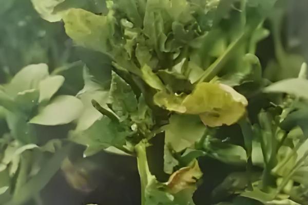 菠菜的播种方法,浸种催芽后再撒播