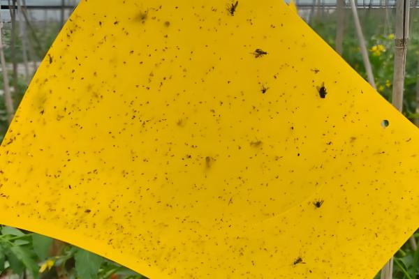 菠菜的播种方法,浸种催芽后再撒播