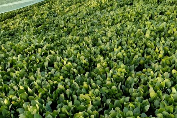 菠菜的播种方法,浸种催芽后再撒播