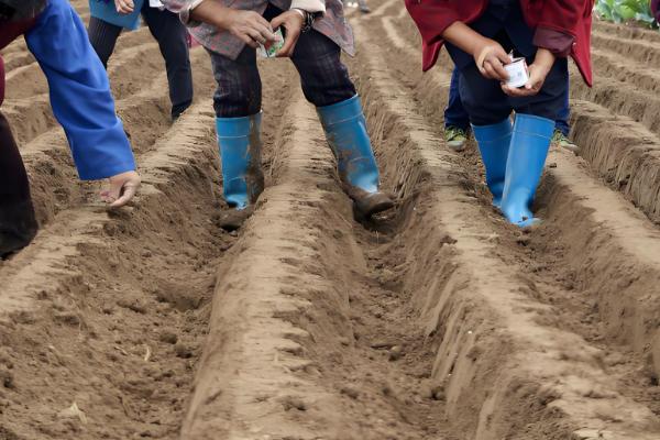 萝卜种后下大雨怎么处理,需要立刻排出积水
