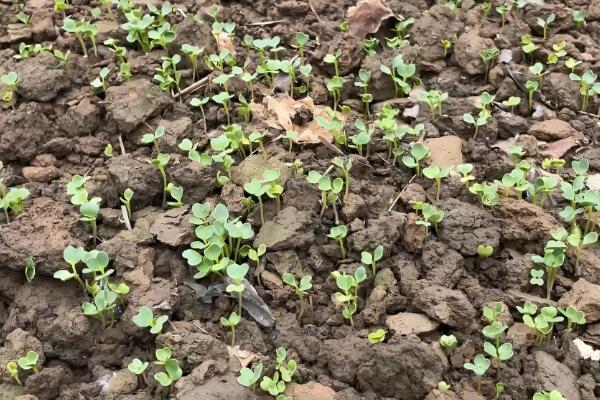 萝卜种后下大雨怎么处理,需要立刻排出积水