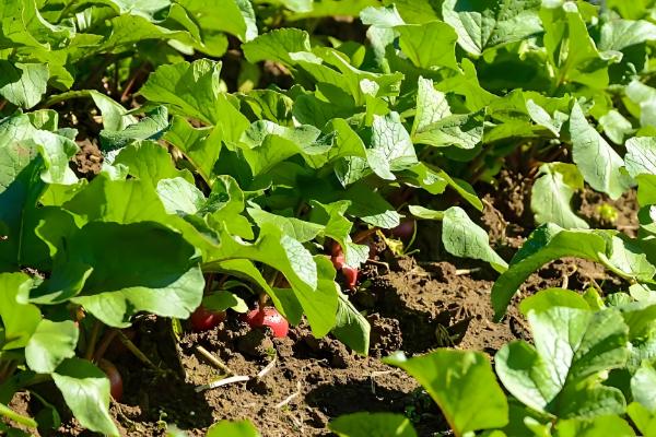 萝卜种后下大雨怎么处理,需要立刻排出积水
