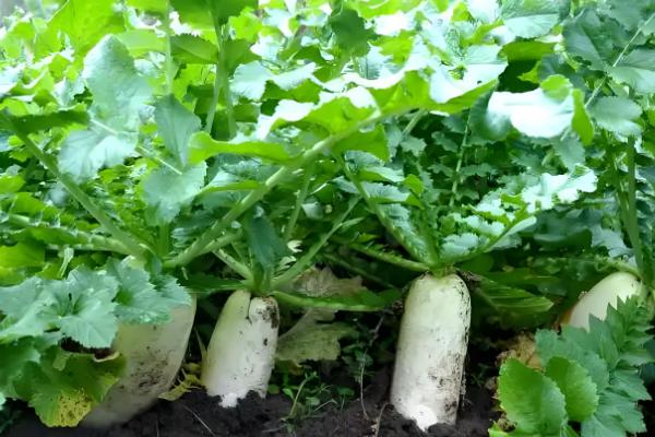 萝卜种后下大雨怎么处理,需要立刻排出积水