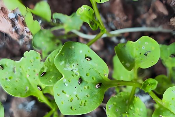 萝卜种后下大雨怎么处理,需要立刻排出积水
