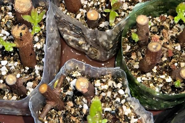 腊梅怎么扦插，用生根水浸泡后再插入土壤中