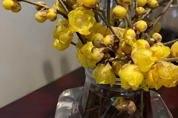 腊梅怎么扦插，用生根水浸泡后再插入土壤中