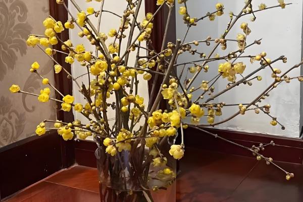 腊梅怎么扦插，用生根水浸泡后再插入土壤中