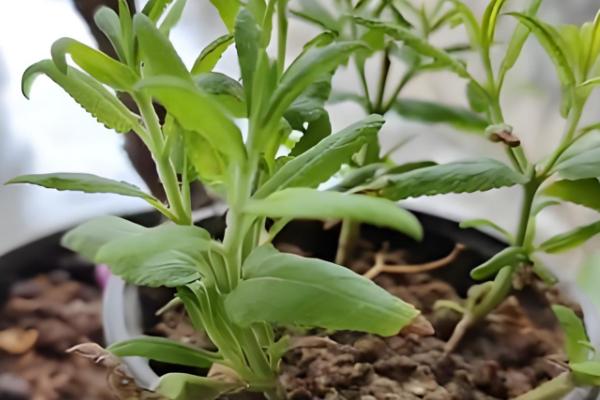 鼠尾草能不能扦插繁殖,扦插时间以春季为宜