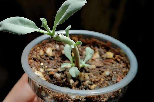 鼠尾草能不能扦插繁殖,扦插时间以春季为宜