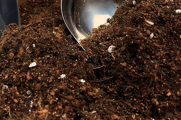 鼠尾草能不能扦插繁殖,扦插时间以春季为宜