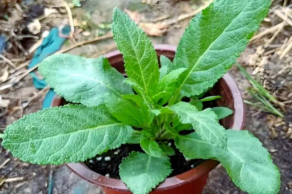 鼠尾草能不能扦插繁殖,扦插时间以春季为宜