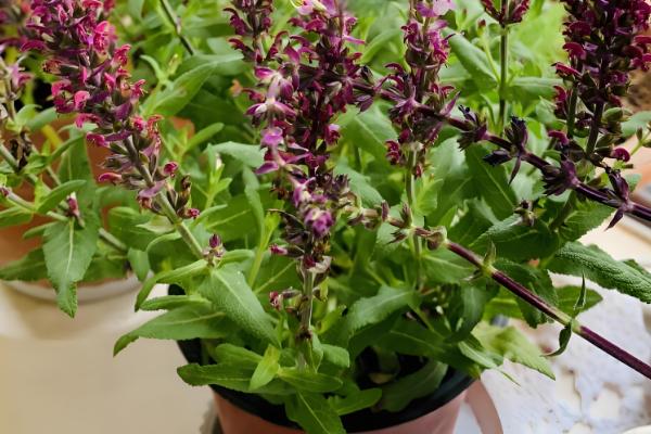 鼠尾草能不能扦插繁殖,扦插时间以春季为宜