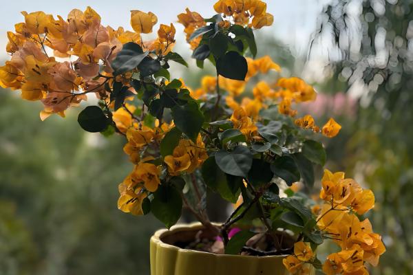 三角梅如何催花，在生长期间要以短日照为主