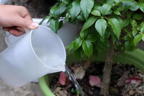 三角梅如何催花，在生长期间要以短日照为主