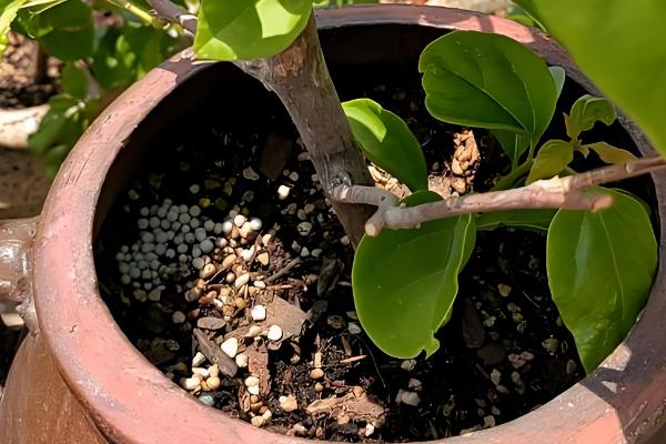 三角梅如何催花，在生长期间要以短日照为主