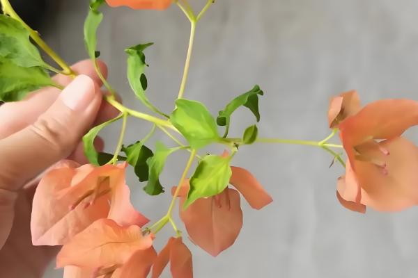 三角梅如何催花，在生长期间要以短日照为主