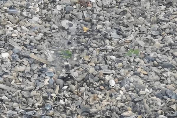 避免花甲死亡的方法,要在水源充足、水质洁净的地方养殖