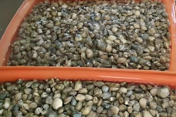 避免花甲死亡的方法,要在水源充足、水质洁净的地方养殖