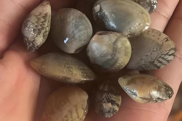 避免花甲死亡的方法,要在水源充足、水质洁净的地方养殖